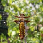 Plattbauch-Weibchen in Warteposition