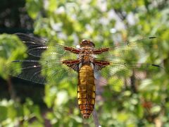 Plattbauch-Weibchen in Warteposition