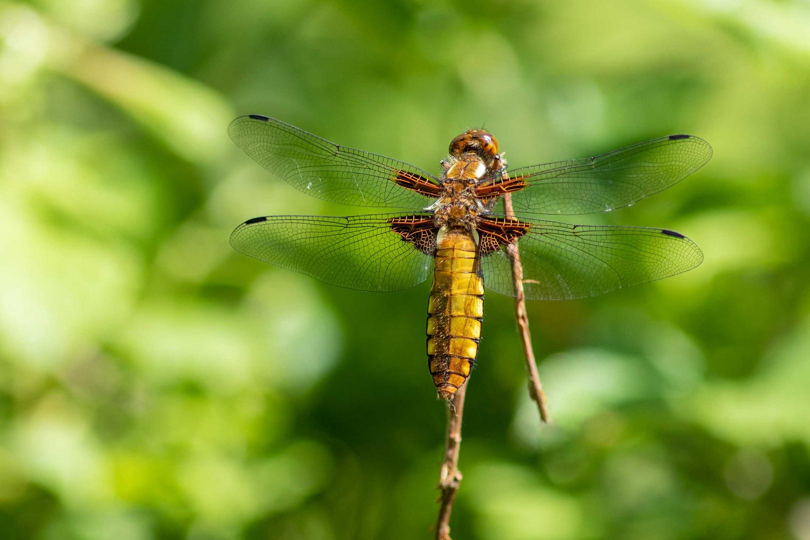 Plattbauch -Weibchen- (Libellula depressa)