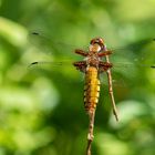 Plattbauch -Weibchen- (Libellula depressa)