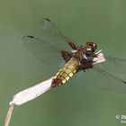 Plattbauch Weibchen (Libellula depressa)