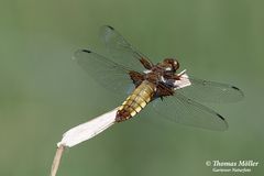 Plattbauch Weibchen (Libellula depressa)