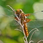 Plattbauch-Weibchen (Libellula depressa)