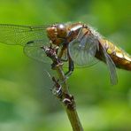 Plattbauch-Weibchen (Libellula depressa) im Profil: Verbesserter Schnitt.