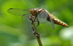 Plattbauch-Weibchen (Libellula depressa) im Profil: Verbesserter Schnitt.