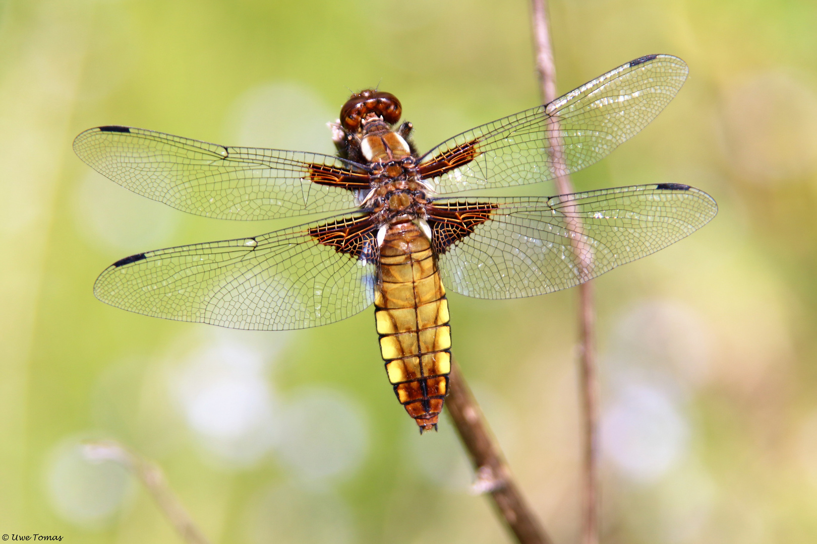 Plattbauch [weiblich] Libellula depressa