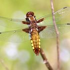 Plattbauch [weiblich] Libellula depressa