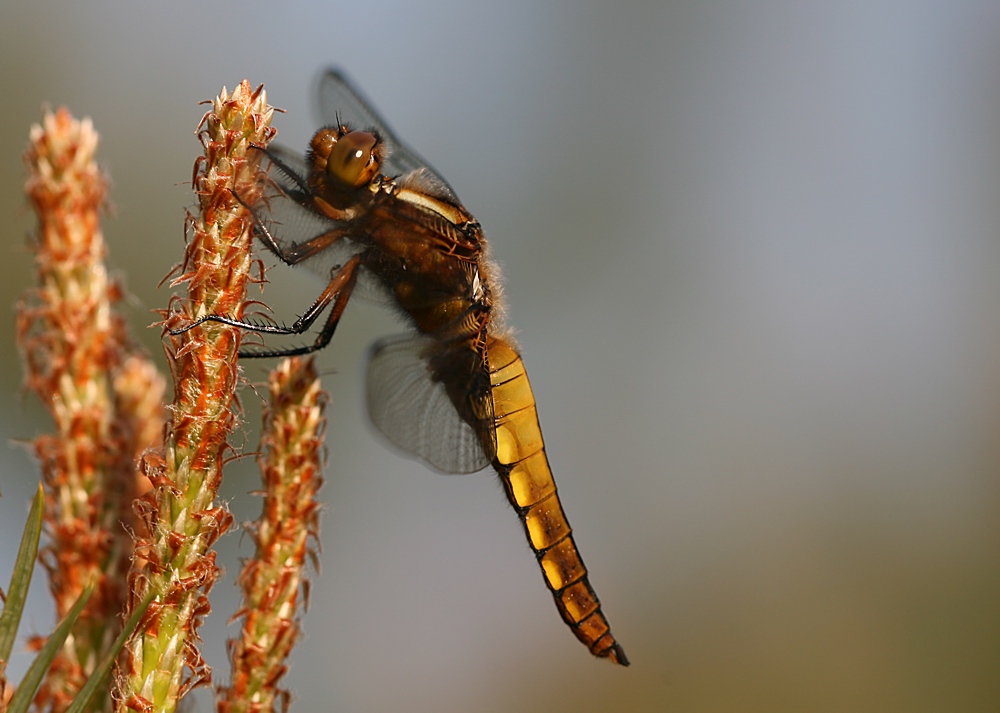 Plattbauchlibelle