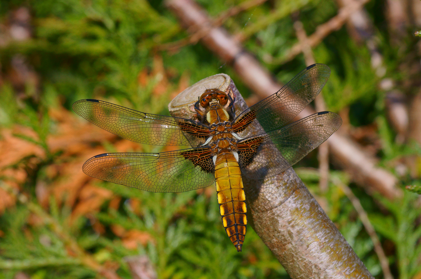 Plattbauchlibelle