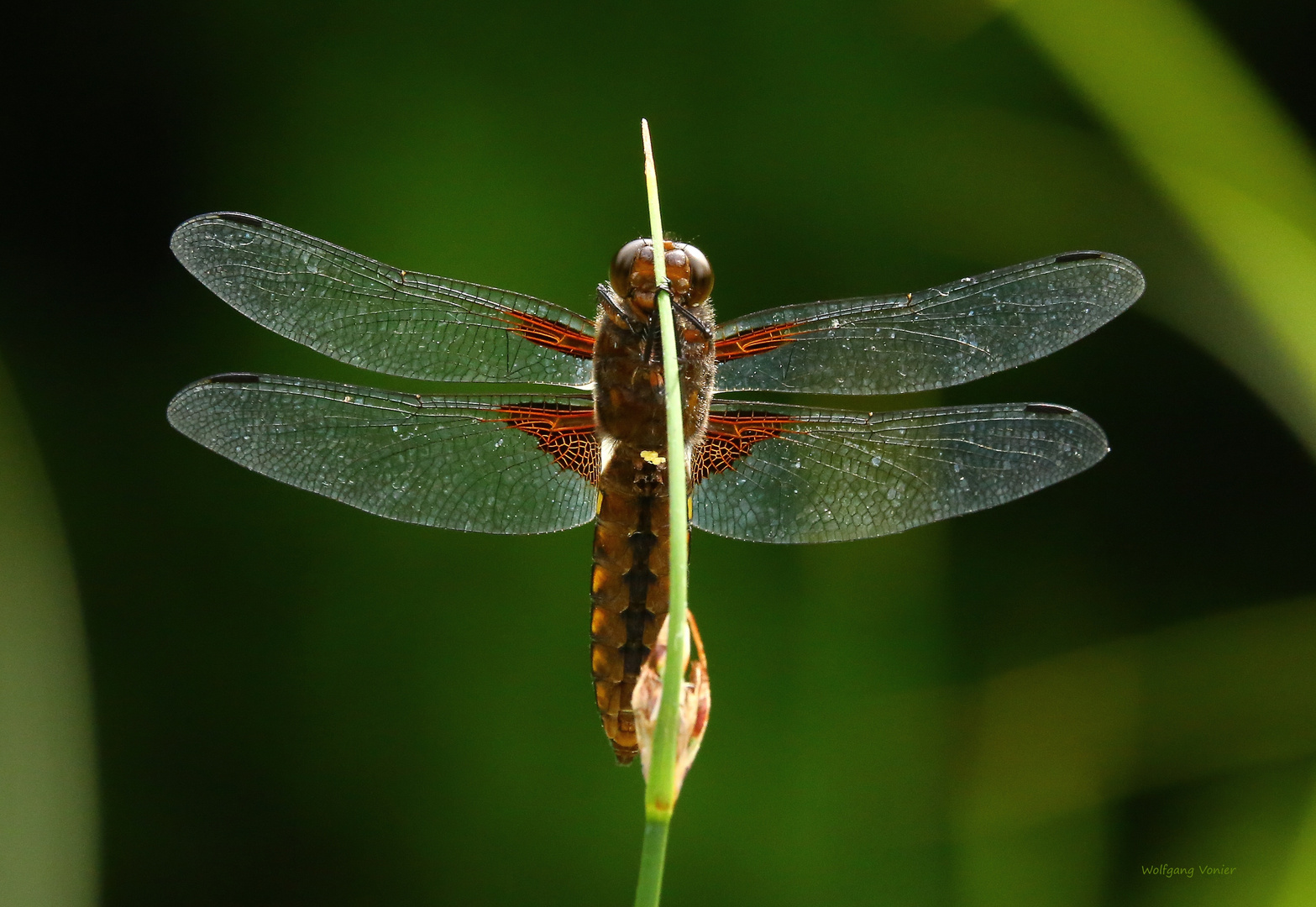 Plattbauchlibelle