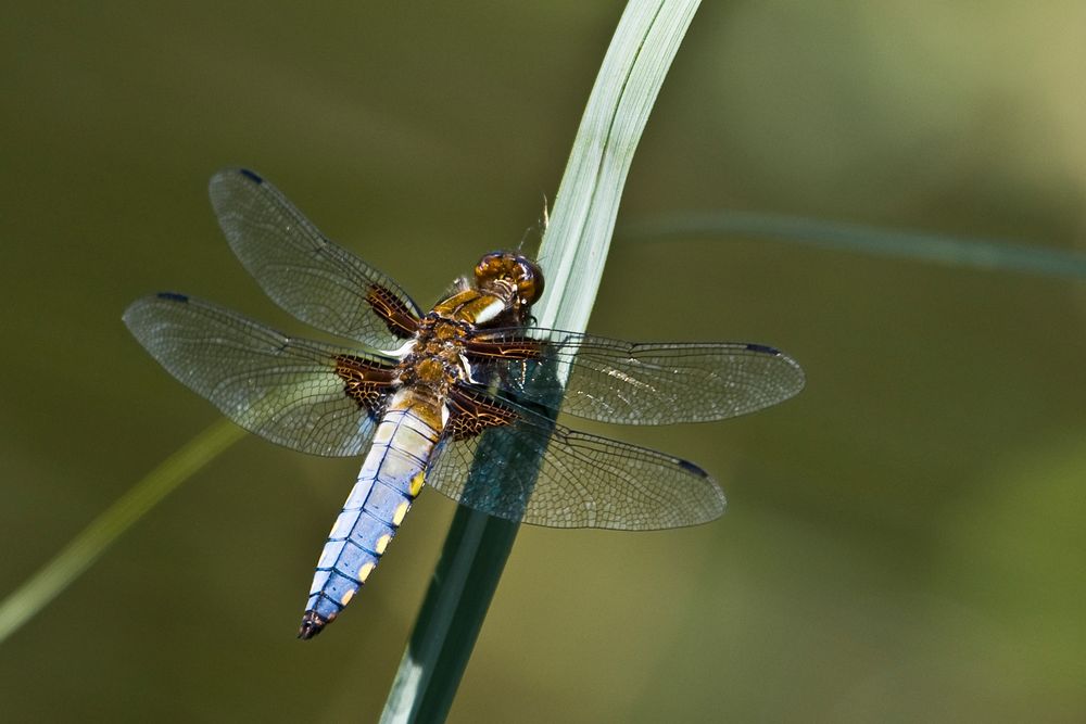 Plattbauchlibelle?