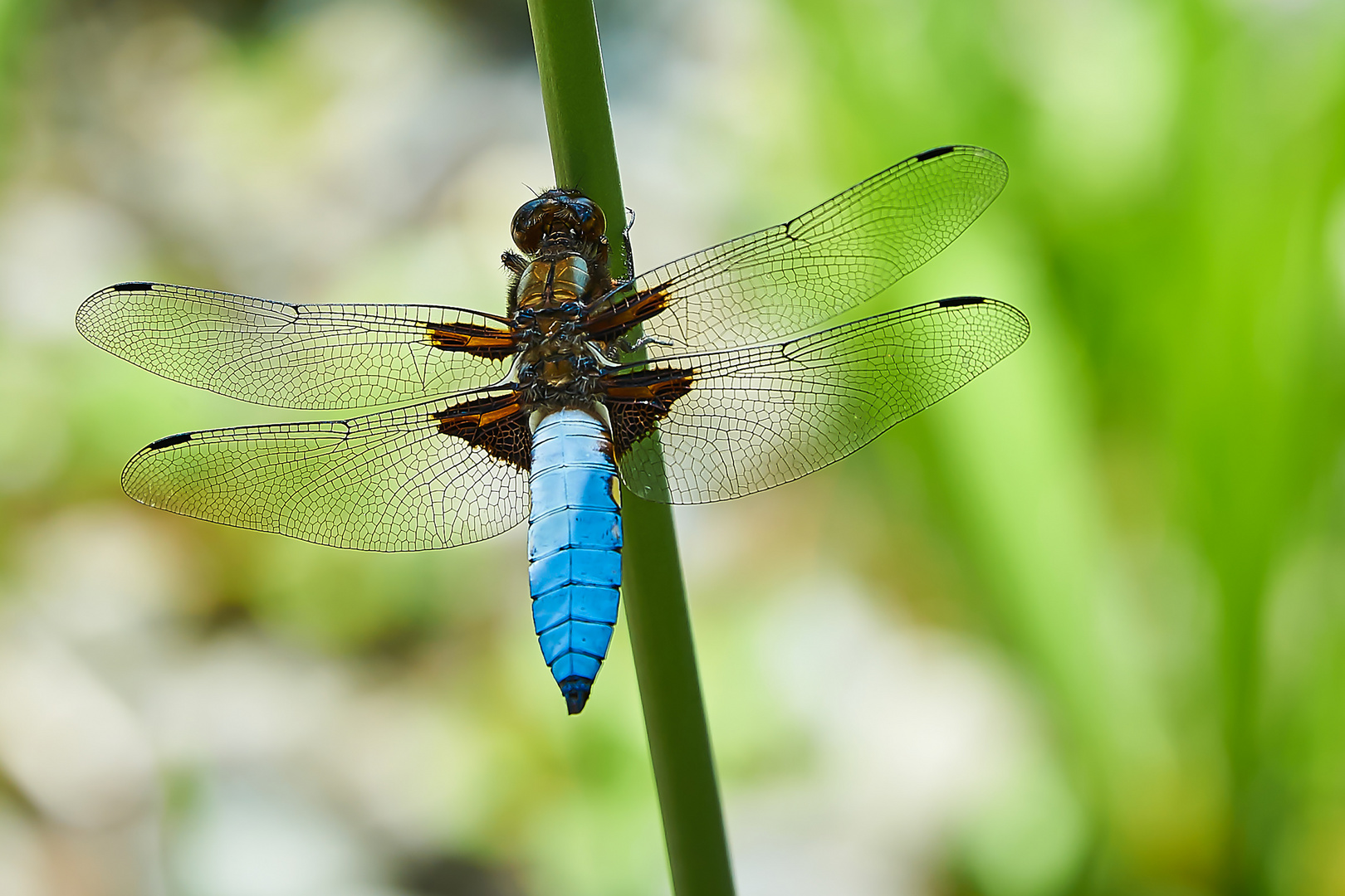 Plattbauchlibelle