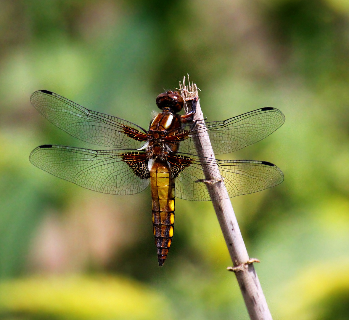 Plattbauchlibelle