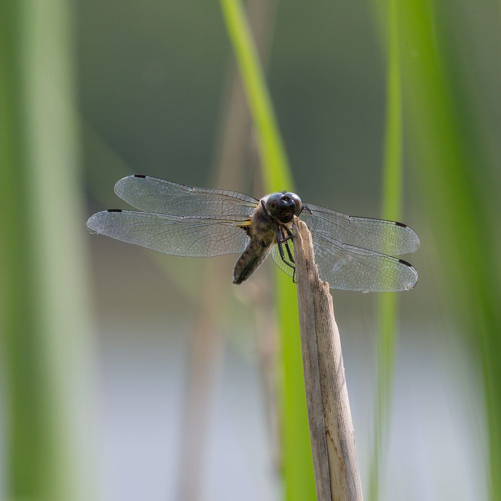 Plattbauchlibelle