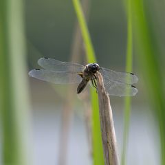 Plattbauchlibelle