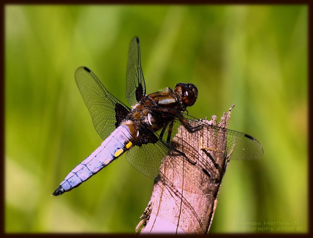 Plattbauchlibelle