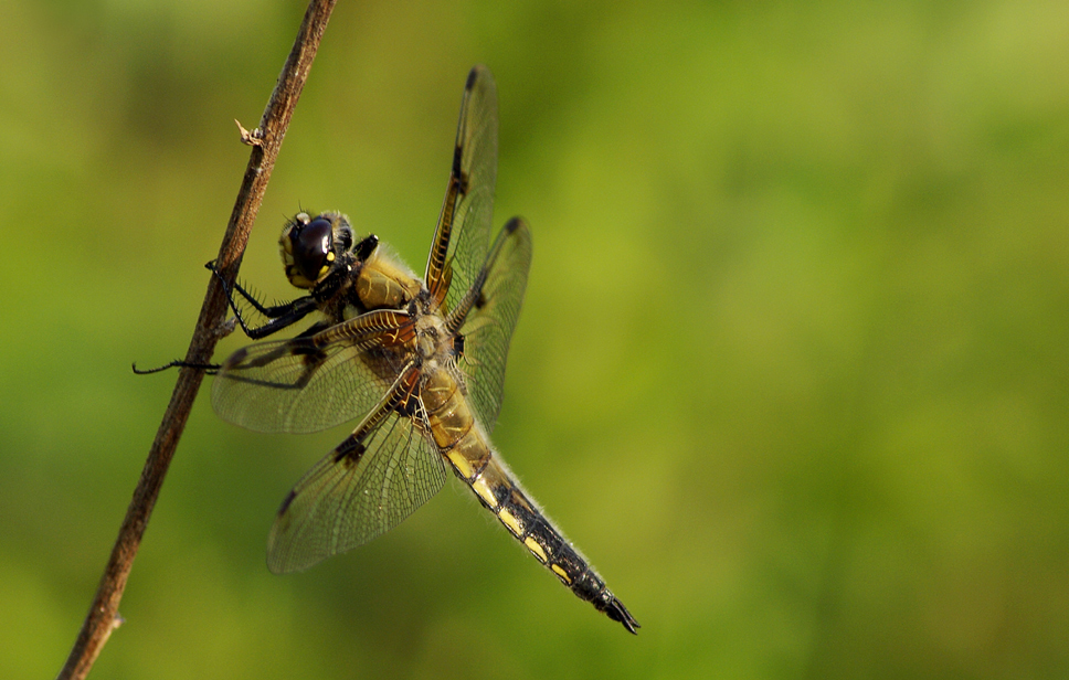 Plattbauchlibelle 2 (Vierfleck )