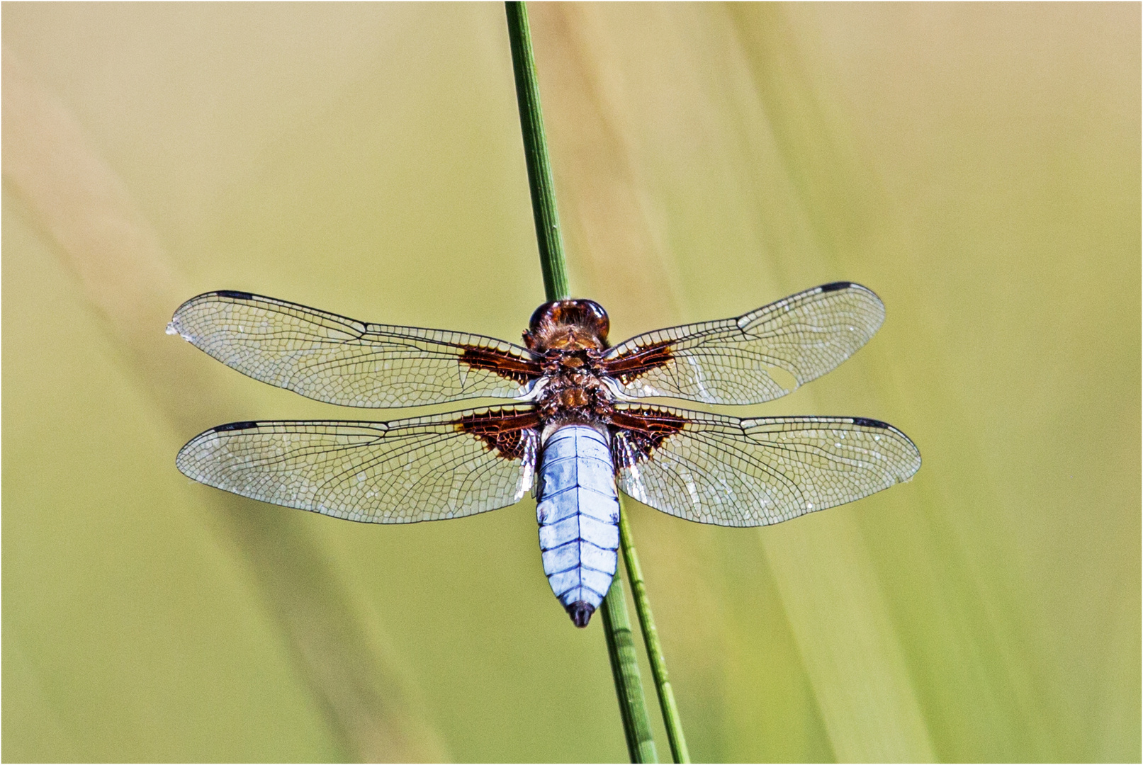 Plattbauchlibelle