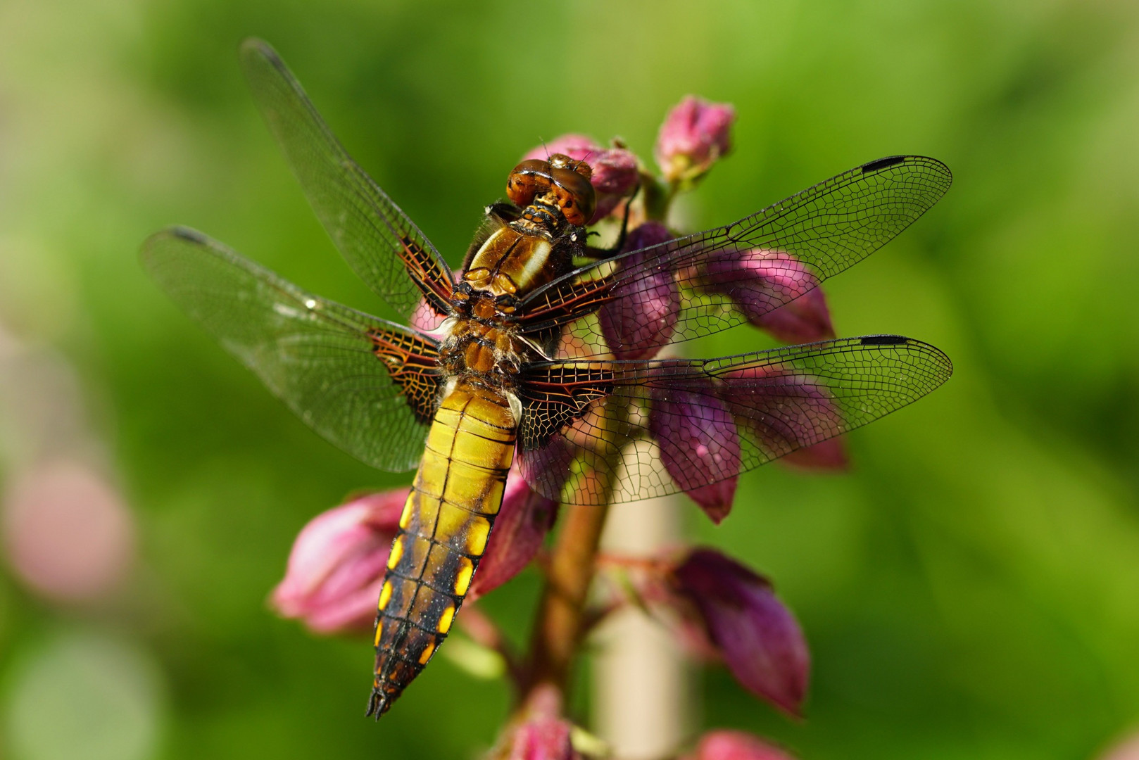 Plattbauchlibelle