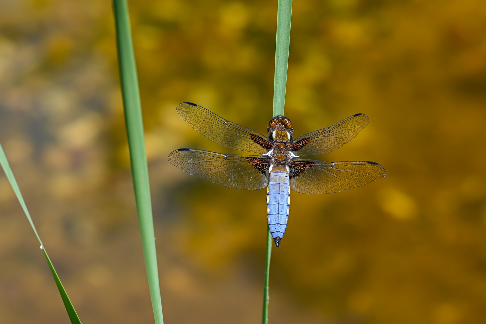 Plattbauchlibelle