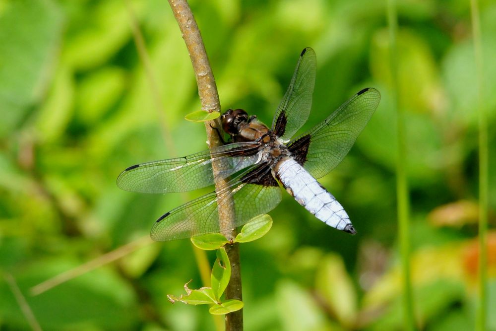 Plattbauchlibelle