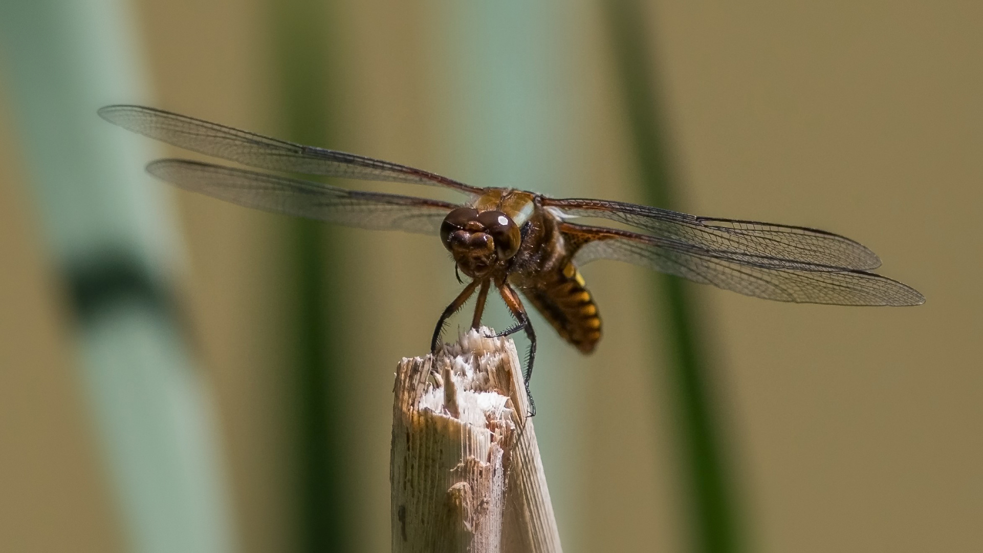 Plattbauchlibelle