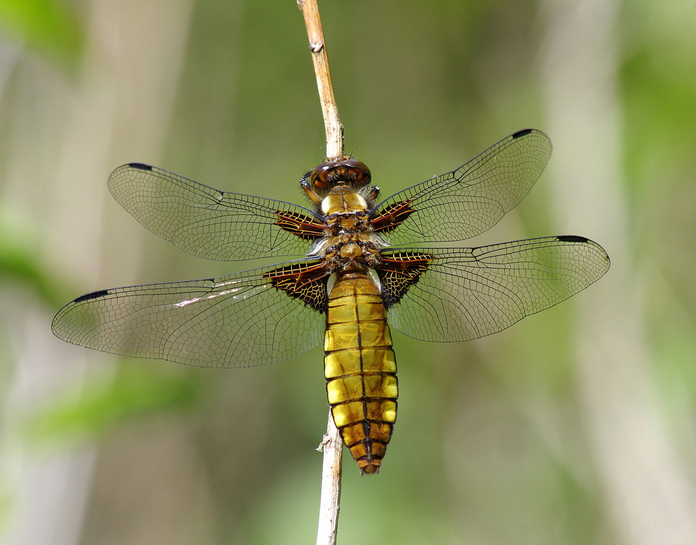 Plattbauchlibelle