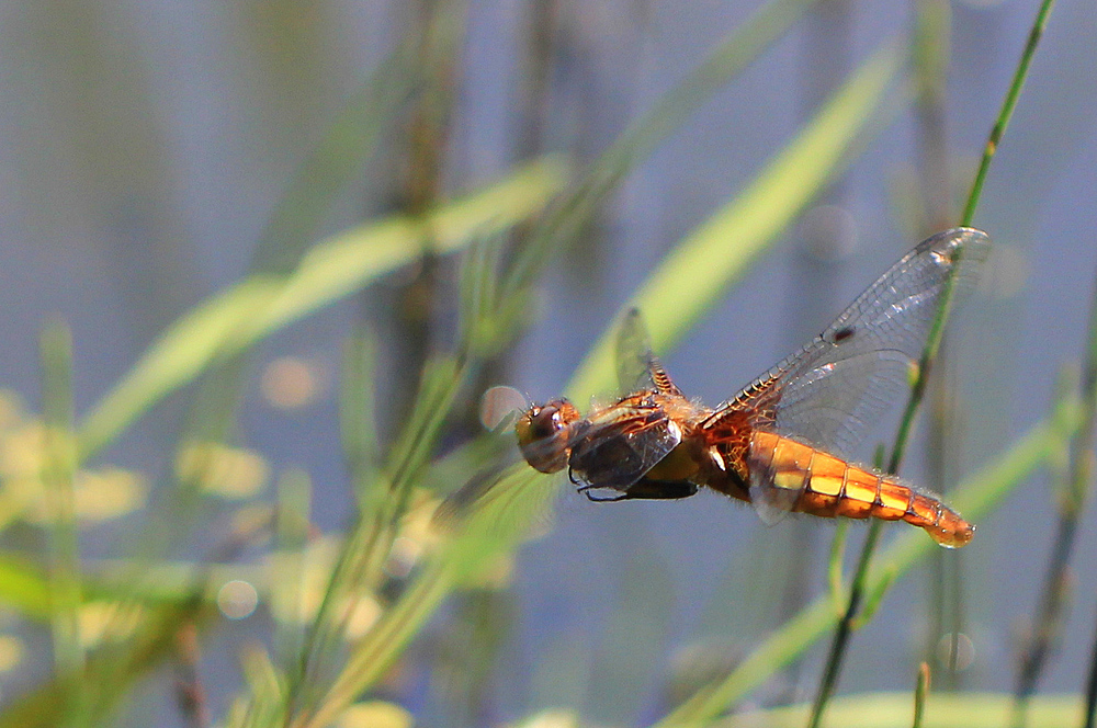 Plattbauchlibelle