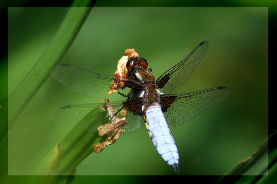 Plattbauchlibelle