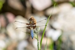 Plattbauchlibelle
