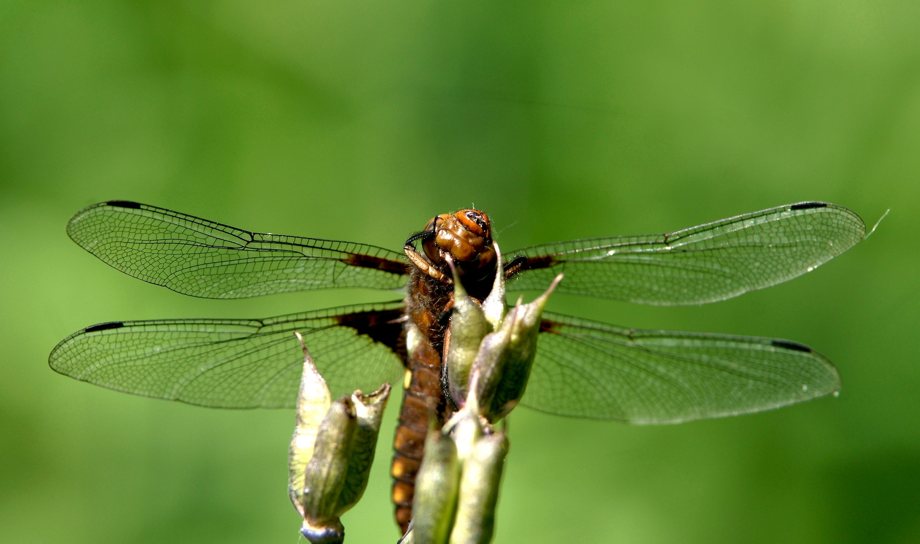 Plattbauchlibelle.