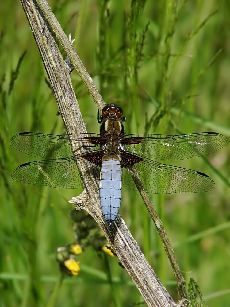 Plattbauchlibelle