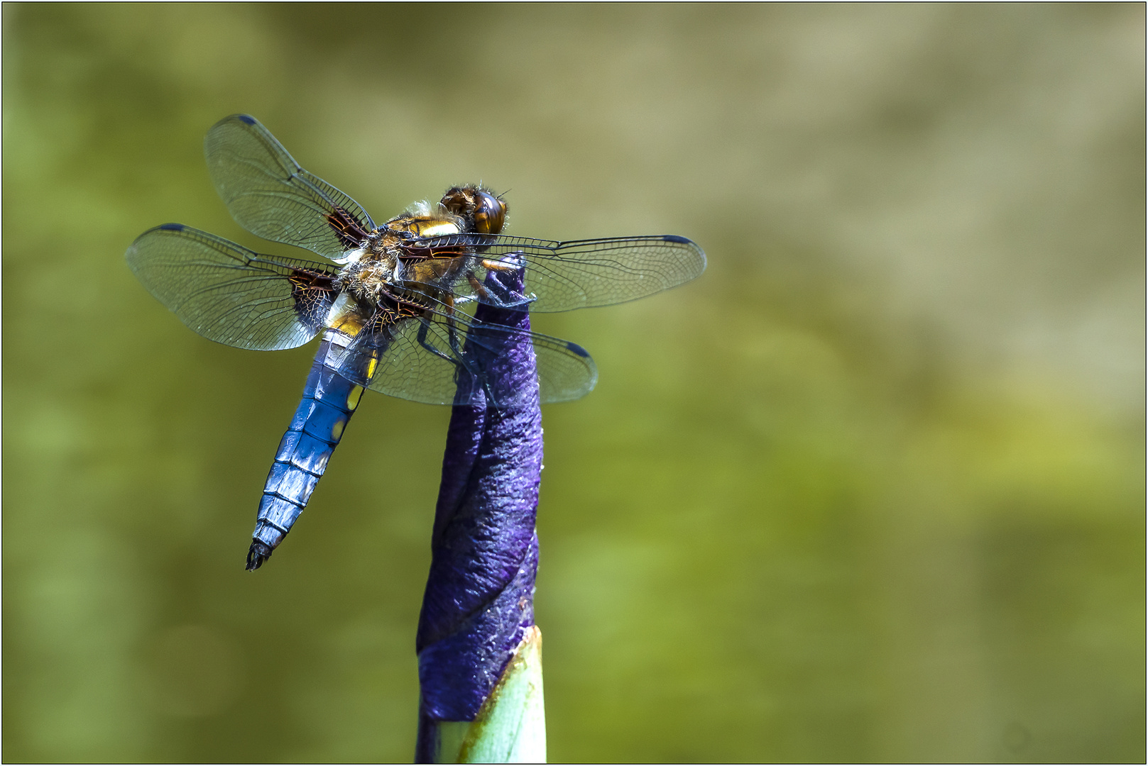 Plattbauchlibelle