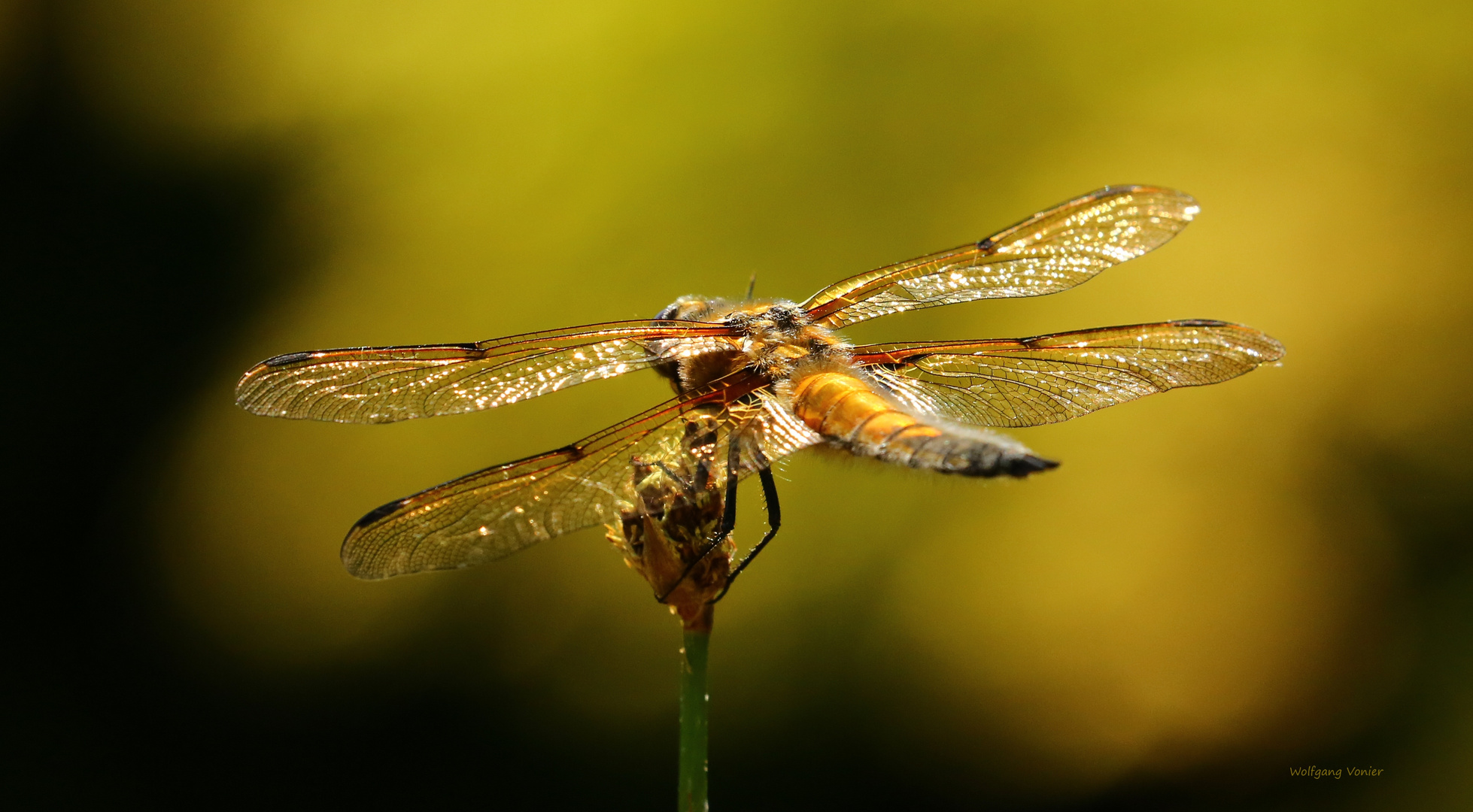 Plattbauchlibelle