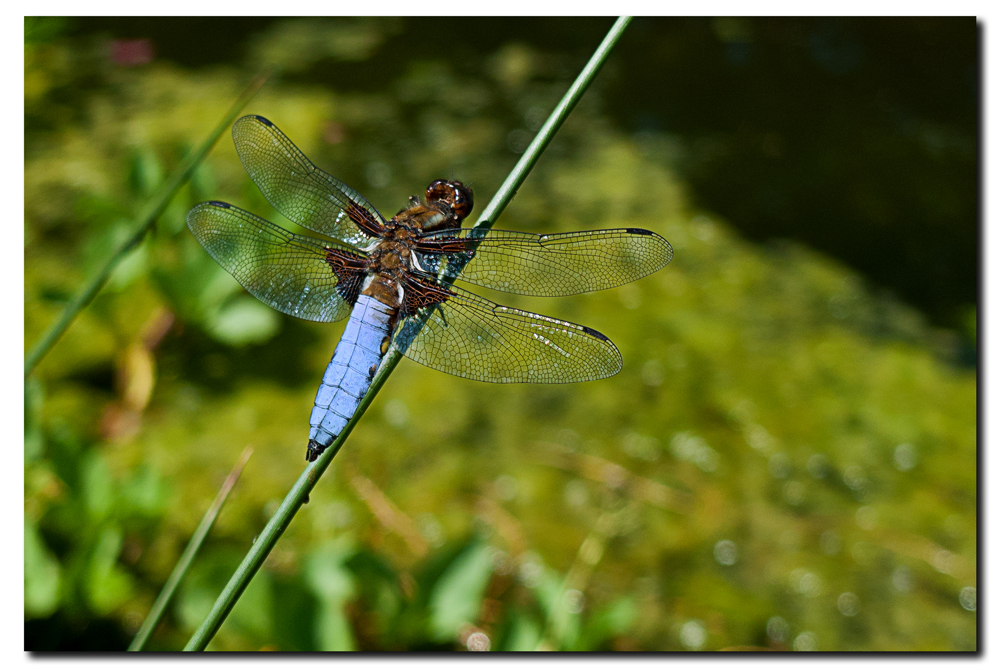 Plattbauchlibelle