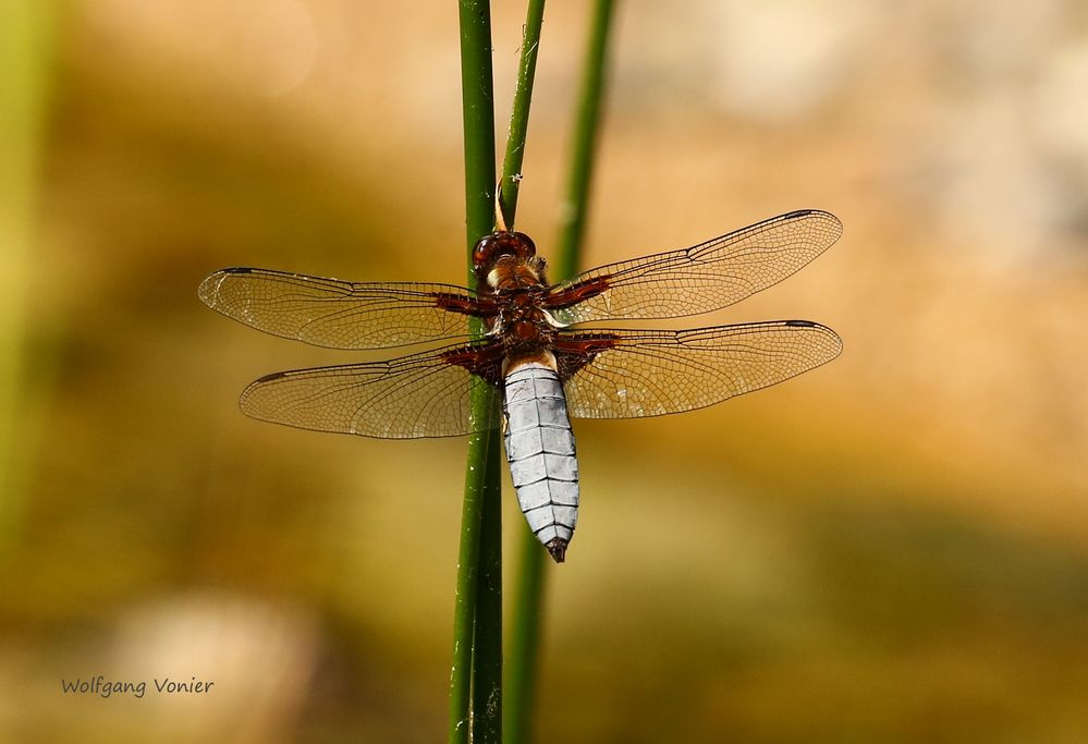 Plattbauchlibelle