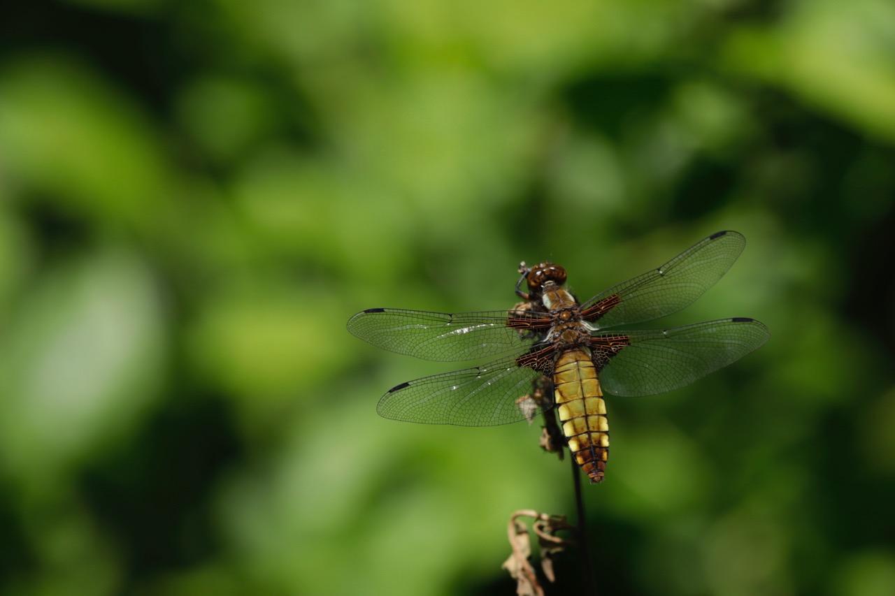 Plattbauchlibelle