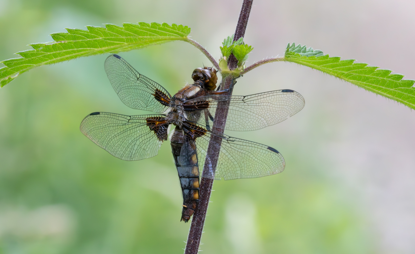 Plattbauchlibelle