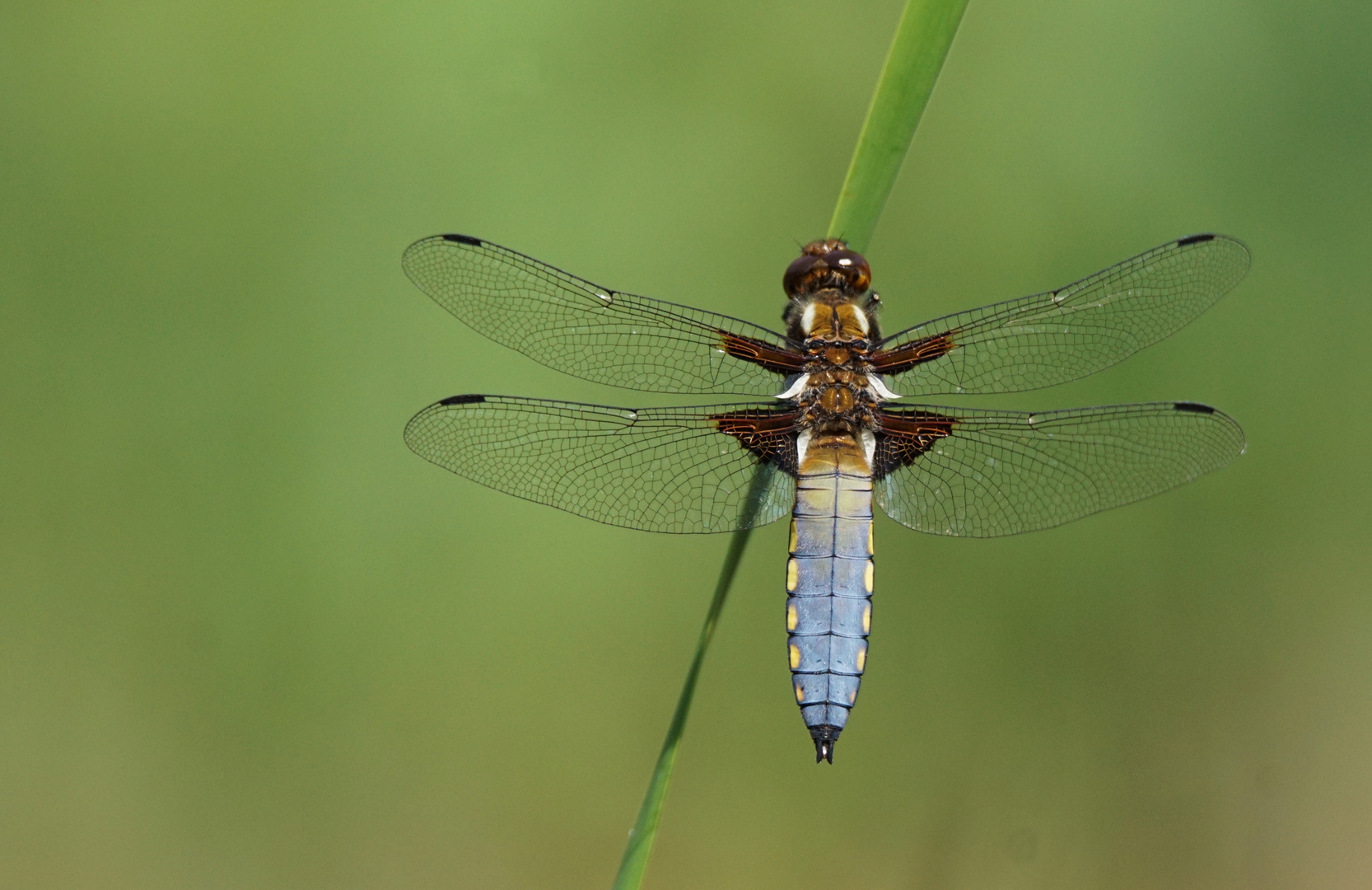 Plattbauchlibelle