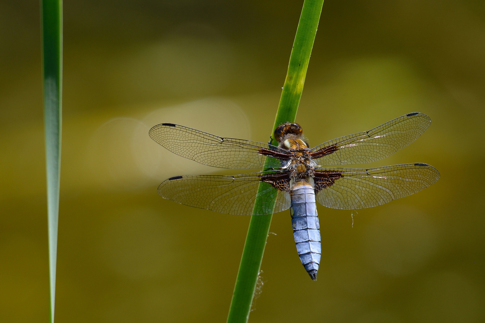 Plattbauchlibelle