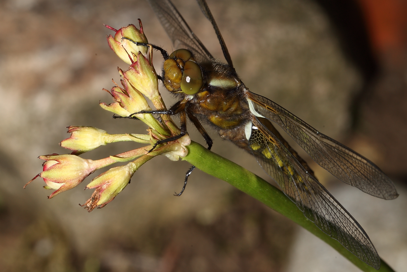 Plattbauchlibelle