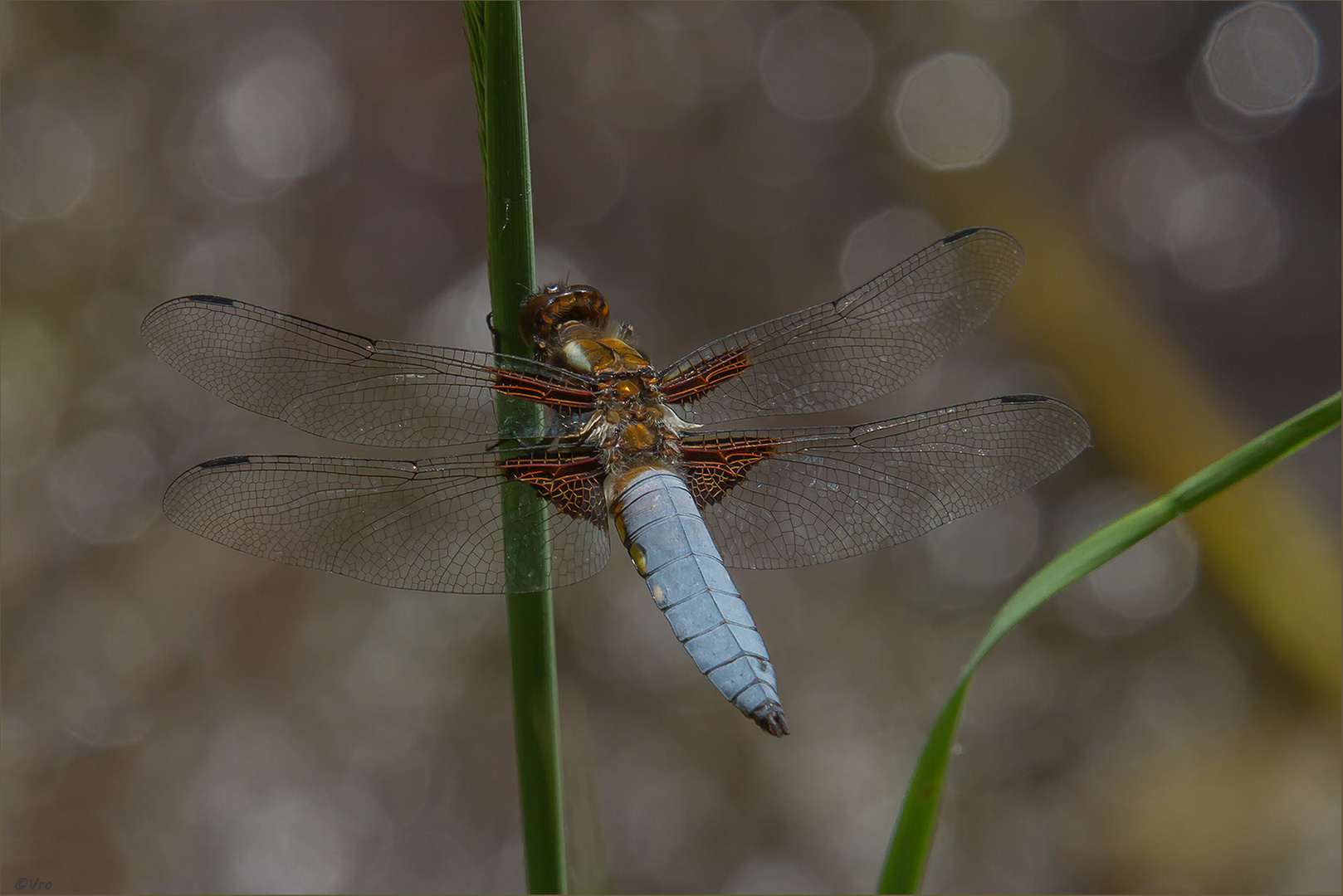 Plattbauchlibelle