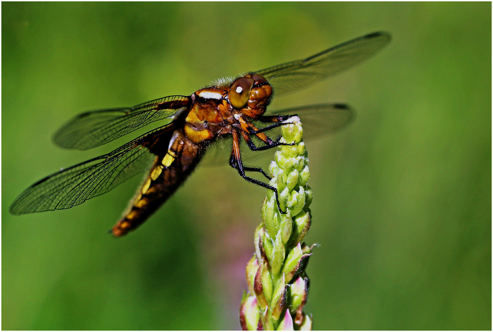 Plattbauchlibelle