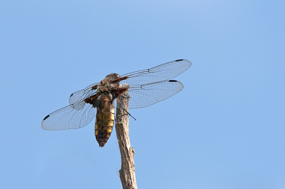 Plattbauchlibelle