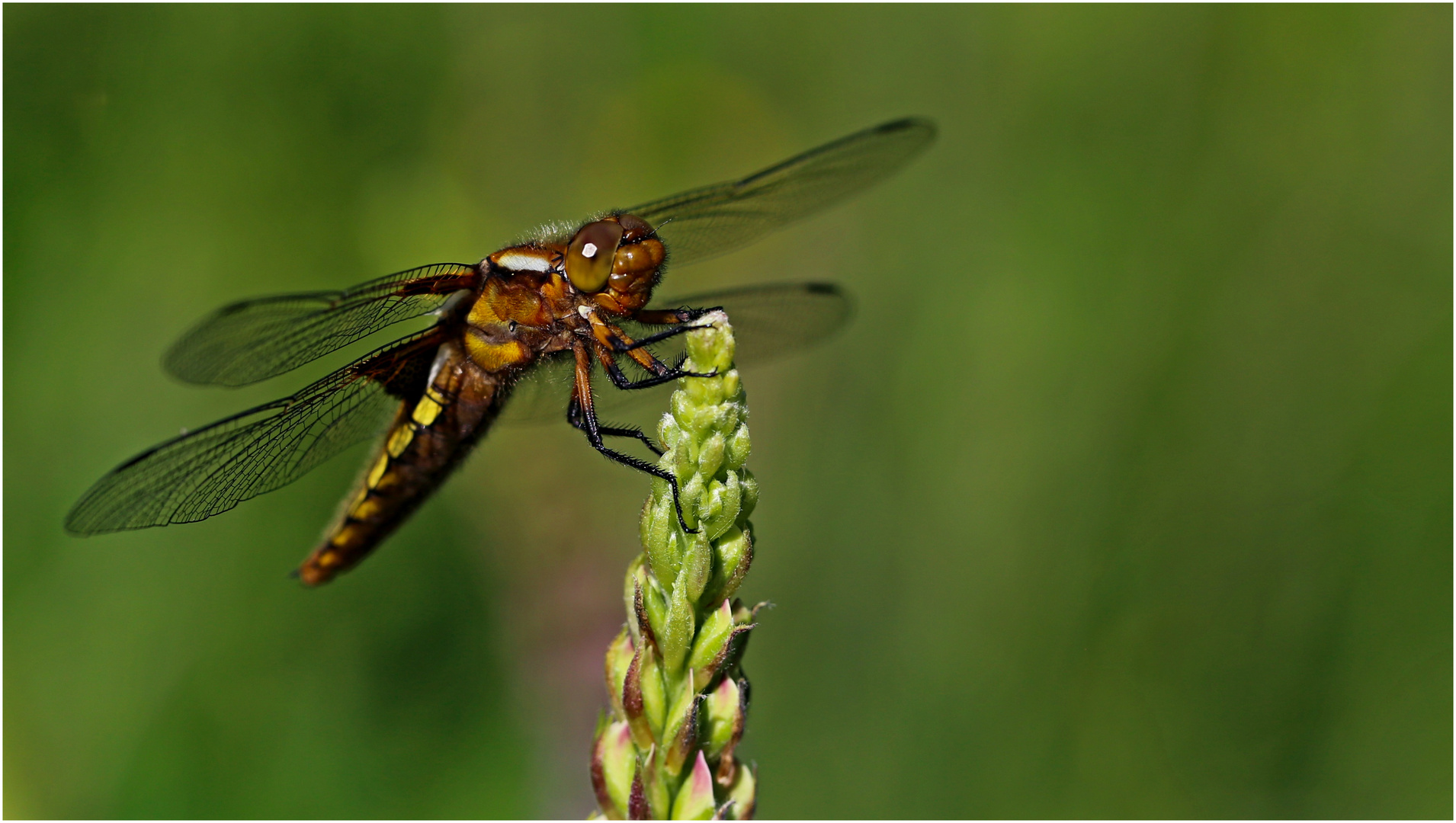 Plattbauchlibelle