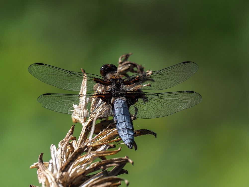 Plattbauchlibelle