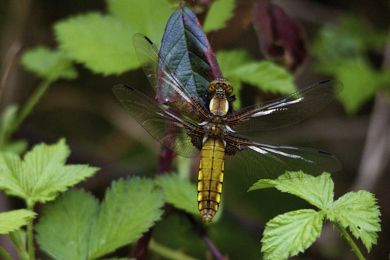 Plattbauchlibelle