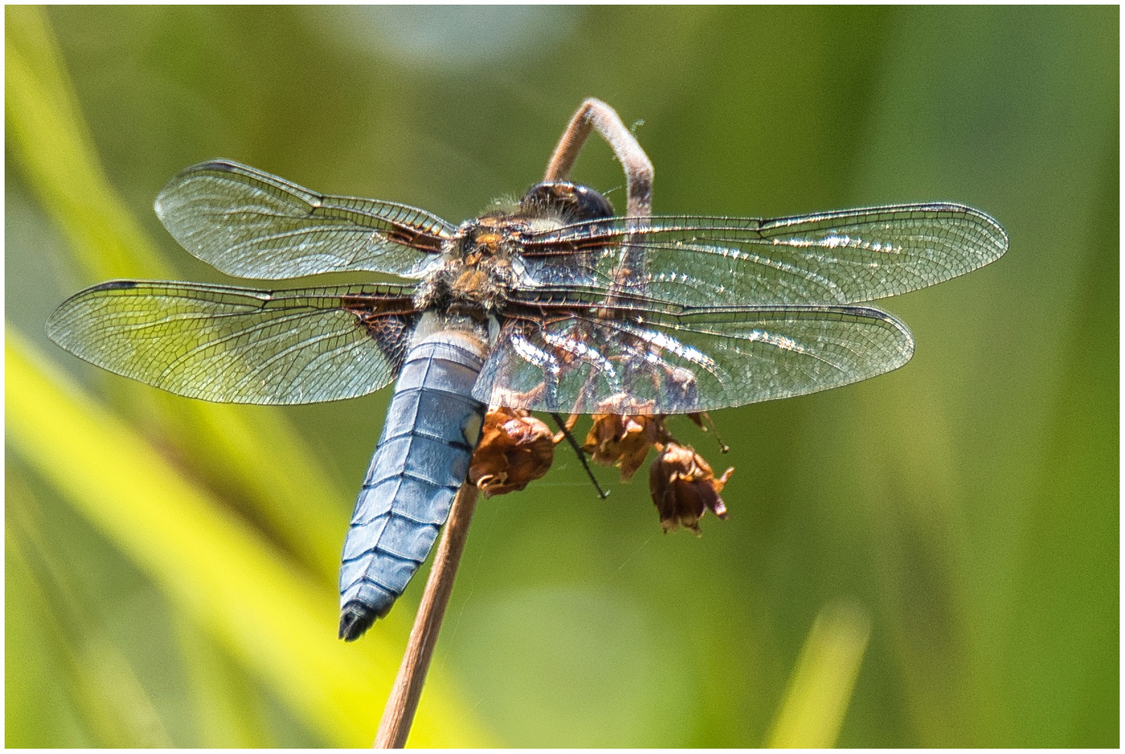 Plattbauchlibelle?