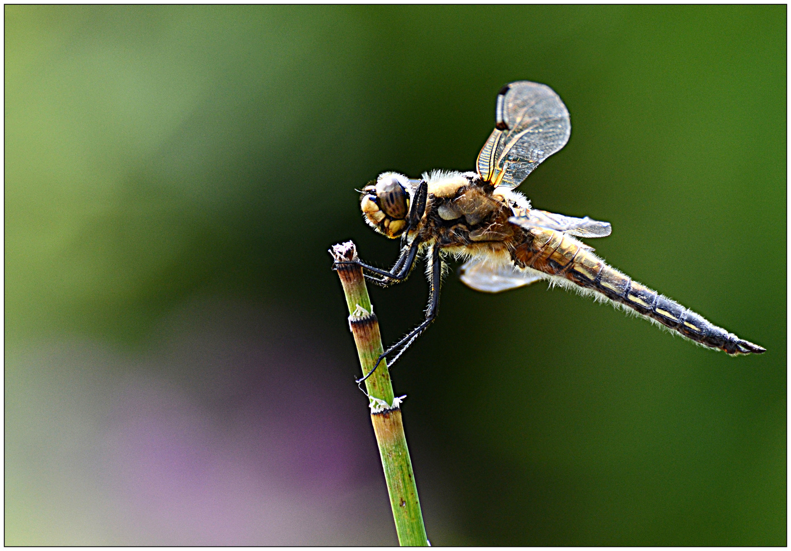 Plattbauchlibelle