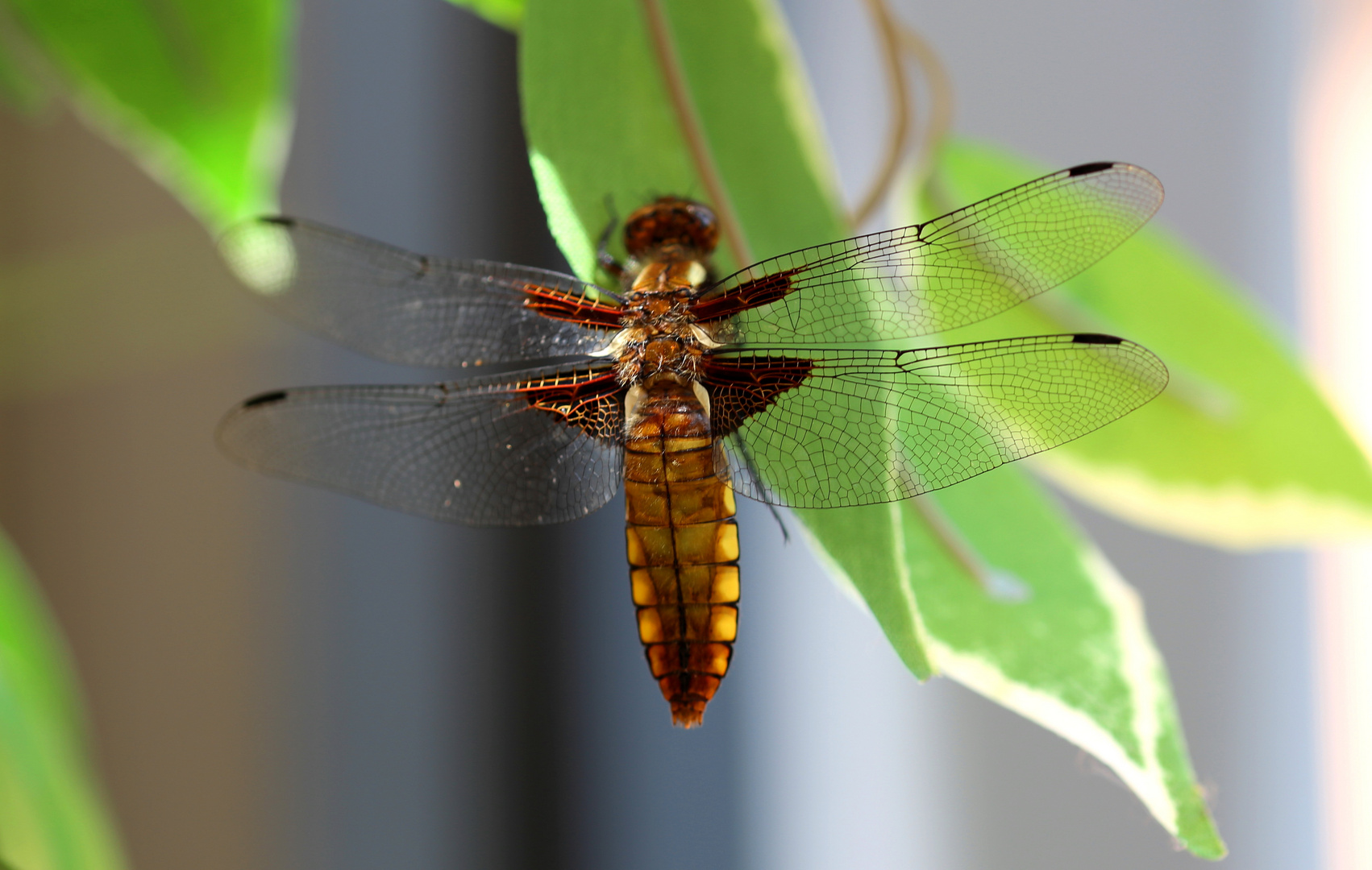 Plattbauchlibelle am Busch